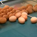 The ACCC is suing Sunny Queen and 11 other egg producers for allegedly conspiring to control supply and sales.