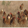 Aussie farmer discusses bird flu crisis and impact on farms