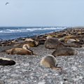 The Australian mainland has recorded its first case of H5N1 bird flu, but the disease has already wreaked havoc on Heard Island.