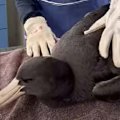 A giant petrel bird has been confirmed to be infected with the deadly H5N1 bird flu virus, the first case on Australia's east coast.