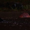 A woman is fighting for life after a hit and run in Melbourne’s west, with a search for the driver under way.