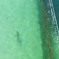 A shark has been spotted trapped inside the netted zone of an ocean pool on Sydney's northern beaches.