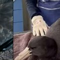 A migratory seabird found near Esperance has become the second bird to test positive to the H5 avian flu in Australia
