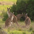 A suspected deliberate act of animal cruelty has prompted outrage after two adult kangaroos and a joey were found dead near Adelaide.