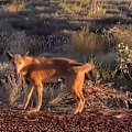 Three young children and a woman have been attacked by dingos at a popular campsite in Western Australia's Karijini National Park.