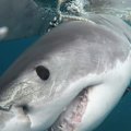 WA's spearfishing community is calling on the state government to provide increased protection from great white sharks after two spearfishers were killed within weeks.
