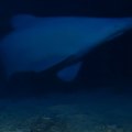 In the past, they’ve only been seen alive after being hooked on a fishing line but they die soon after.
