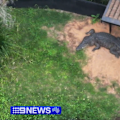Two teenage boys have been charged after allegedly breaking into Perth Zoo and hitting a crocodile with a metal pole