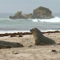 The first endangered Australian Sea Lion on Kangaroo Island has died from bird flu.