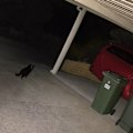 Following extensive search efforts, including tracking the latest CCTV sightings and conducting geographical projection modelling, Mary, the Tasmanian Devil, was located last night by the Paradise Country Wildlife team in an area of bushland just under two kilometres from home.