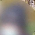 A cleaner accused of assaulting a student at an Adelaide Hills School has faced court.