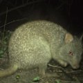 A camera set up to monitor a bowerbird inadvertently captured a range of wildlife thriving at Yourka after 20 years of bush management, from goannas to bettongs.