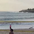 The shark alarm has gone off at Coogee in Sydney this morning after several reports of bull shark sightings.