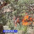 A bushfire on South Australia's Fleurieu Peninsula has destroyed at least three structures.