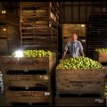 Barry Aumann with his crates of picked Granny Smith apples at his Warrandyte Orchard.