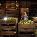 Barry Aumann with his crates of picked Granny Smith apples at his Warrandyte Orchard.