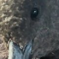 Farmers across the country are on high alert for 'deadly bird flu strain', with the disease already costing billions overseas.