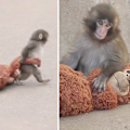 Baby monkey 'Punch' has become a social-media favourite after being abandoned at birth and attacked by other monkeys in his enclosure, all while clinging onto his beloved stuffed toy.