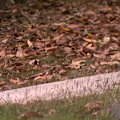 A woman has been charged with the attempted murder of two young boys in Brisbane's inner north.