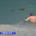 Perth’s popular Sorrento beach has reopened with no sign of the shark responsible for a deadly attack.