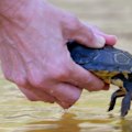 An historic release of Manning River turtles born and bred in captivity in the wild Barrington River, a tributary of the Manning, in NSW.
