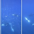 Marine scientist Kathryn Ayres filmed two orcas working together to obliterate a dead sharptail sunfish in the Gulf of California