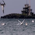 Portland, Victoria, hosts Australia’s only mainland breeding colony of Australasian Gannets. Footage: Peter Corbett