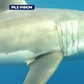 A 35-year-old man has become the third spearfisher killed in four weeks by a shark attack after being mauled off the coast of Albany in WA.