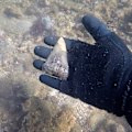 A diver finds a tooth in the Beaumaris area from a prehistoric giant white shark, Cosmopolitodus plicatilis.