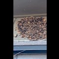 Wild winds have blown native Bogong moths off their migration path, causing them to swarm properties from Melbourne to Sydney.