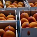 Australian oranges and mangos.