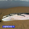 A dead whale has been tested for bird flu after it washed up on a beach in South Australia.