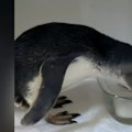 A South Australian body boarder says a bird infected with H5 bird flu tried to bite him when he found it struggling in the surf.