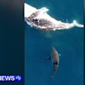A mega great white shark has turned on a group of keen fishermen off the New South Wales coast.