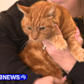 A ginger cat who left his home 11 years ago is finally back after a family who wanted to adopt him decided they should get him checked over.