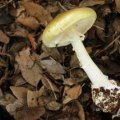 A death cap mushroom growing under an oak tree in Griffith.