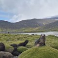 Australia has recorded its first case of bird flu in a mammal after a fur seal tested positive in South Australia.