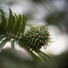A female Wollemi cone has produced fertilised seeds, which scientists hope will then produce a new generation of trees. 