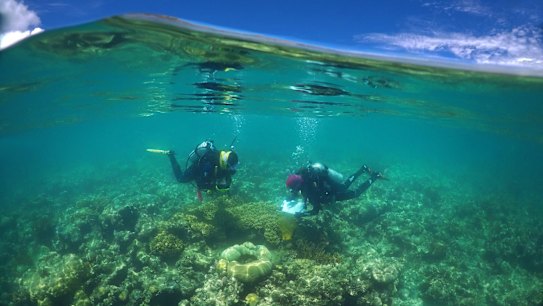 Losing Nemo? Wider effects of mass Great Barrier Reef bleaching emerge