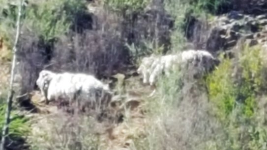 Jeff Carrick and his mate Nick Tonkin spied the sheep while fishing near Casuarina Sands.