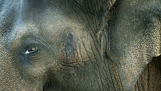 Asian elephant Bong Su in 2005. 