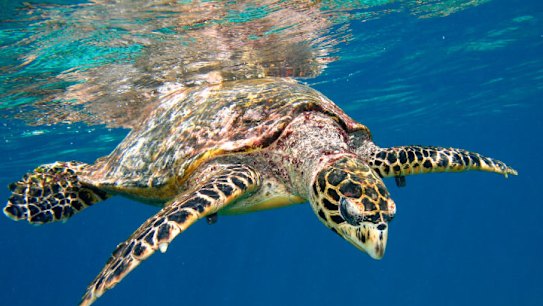 Government winds back marine protections to support fishing industry