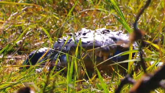 After fighting a crocodile in the riverbank for 30 minutes, Todd was saved by fellow mineworker Kevin on Savage Australia: Wild & Dangerous on 9Now.