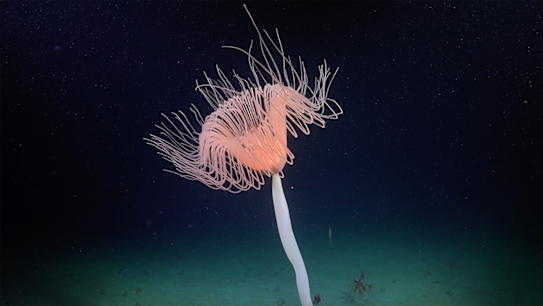 A gigantic iceberg about 30 kilometres long cracked off the ice sheet on January 13, revealing a swath of ocean that had not seen daylight in decades.