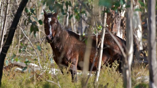 'Lasting damage': Josh Frydenberg backflips on NSW brumby protection