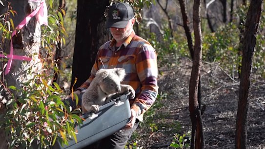 Research aims to find out if and how koalas survive following bushfire event.