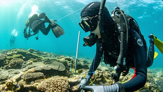 Ningaloo's World Heritage coral won’t keep pace with sea rise: study