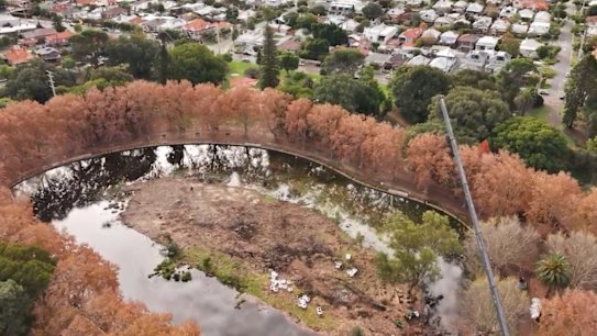 WA has lost the war on the shot-hole borer, with the state government declaring eradication of the invasive pest isn't possible.