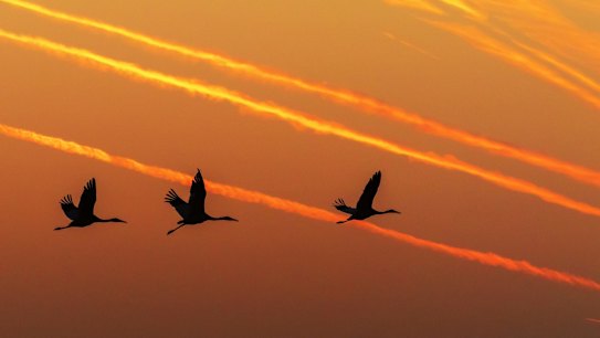 Siberian cranes take flying training at Wuxing Farm in the eastern China's  Jiangxi Province.