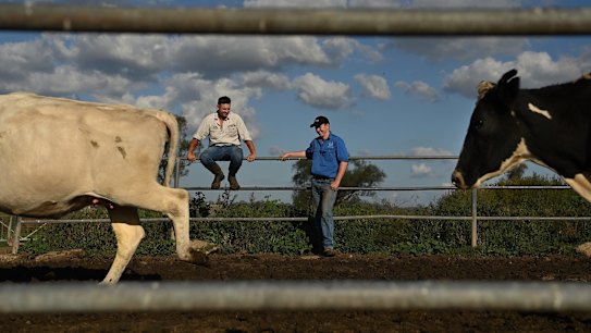 Dairy farmer Brad Smith 31 years old (left) and one of his employees Lachlan White 22 years old (right) during milking on âGoroka Dairyâ. Bradâs family have leased Goroka Dairy from Dartbrook Mine near Aberdeen, for the past 20 years and Brad has managed it for the past 10 years. Brad employees several people all under the age of 30 and believes in supporting young people in agriculture. These are issues of concern for him in the upcoming Upper Hunter by-election and who he will vote for. Aberdeen, NSW. 13th May, 2021. Photo: Kate Geraghty 